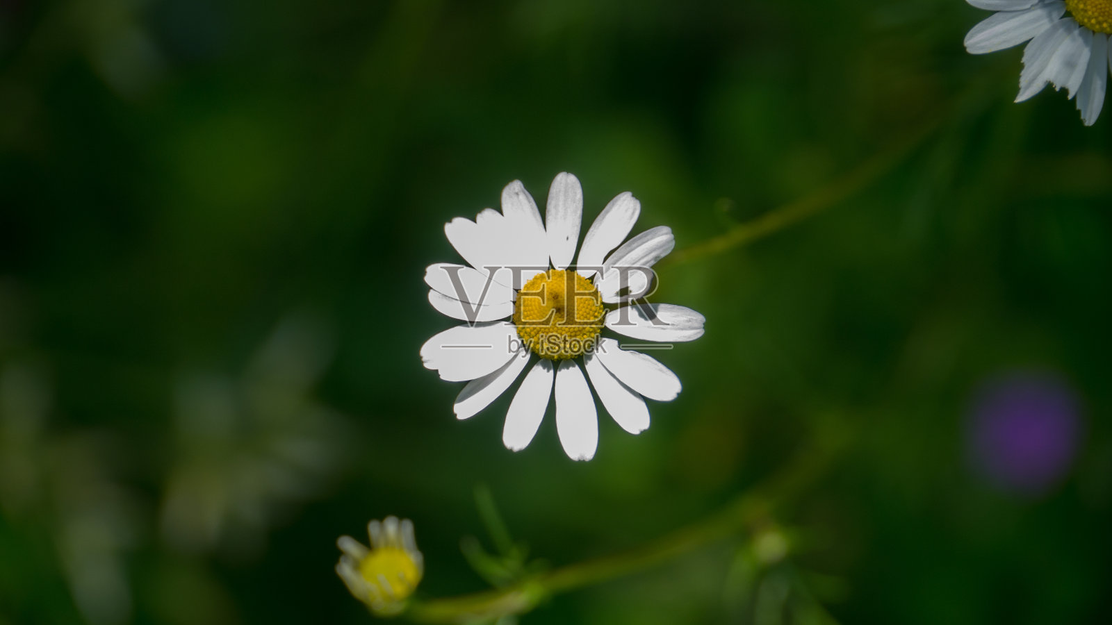 牛眼菊黛西照片摄影图片