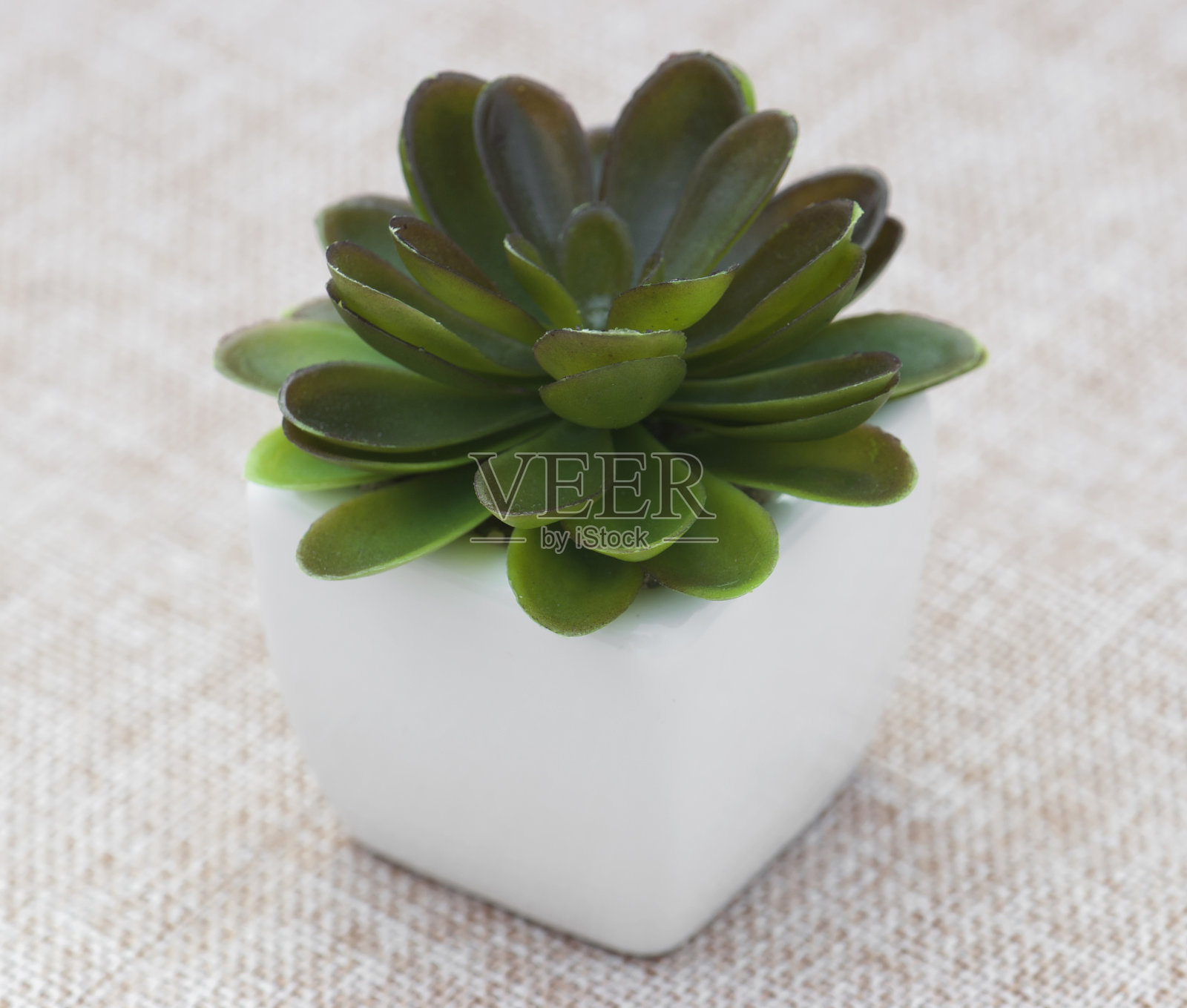 小装饰植物照片摄影图片