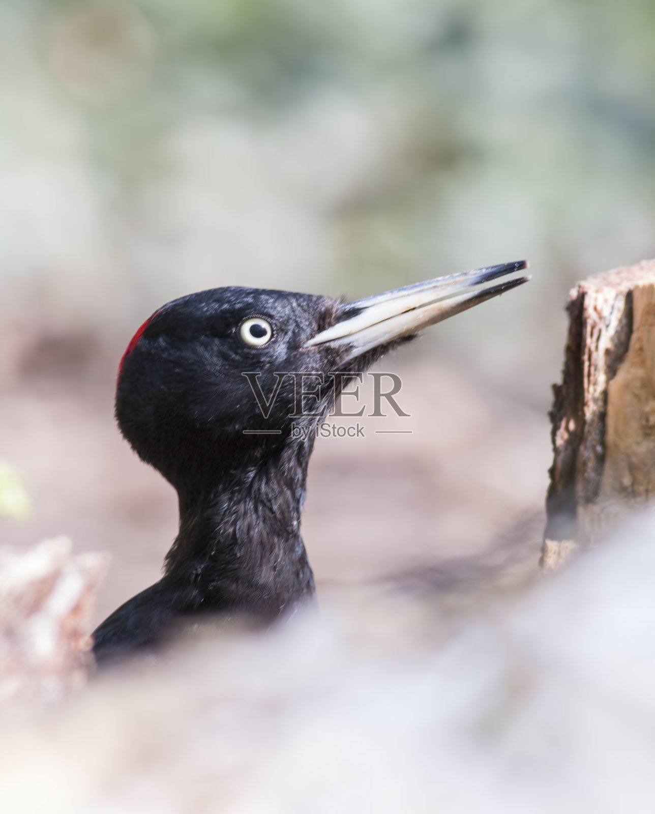 黑啄木鸟照片摄影图片