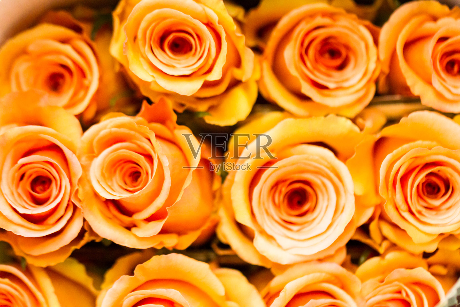 玫瑰照片摄影图片