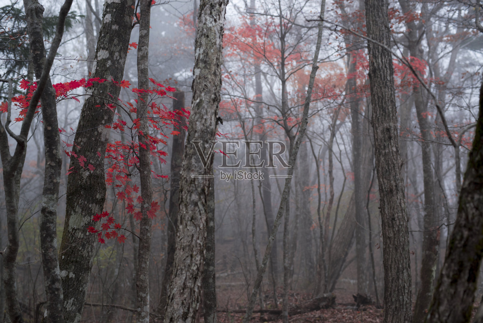 秋天的风景照片摄影图片