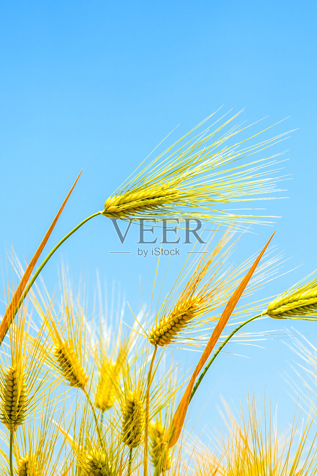 大麦领域照片摄影图片