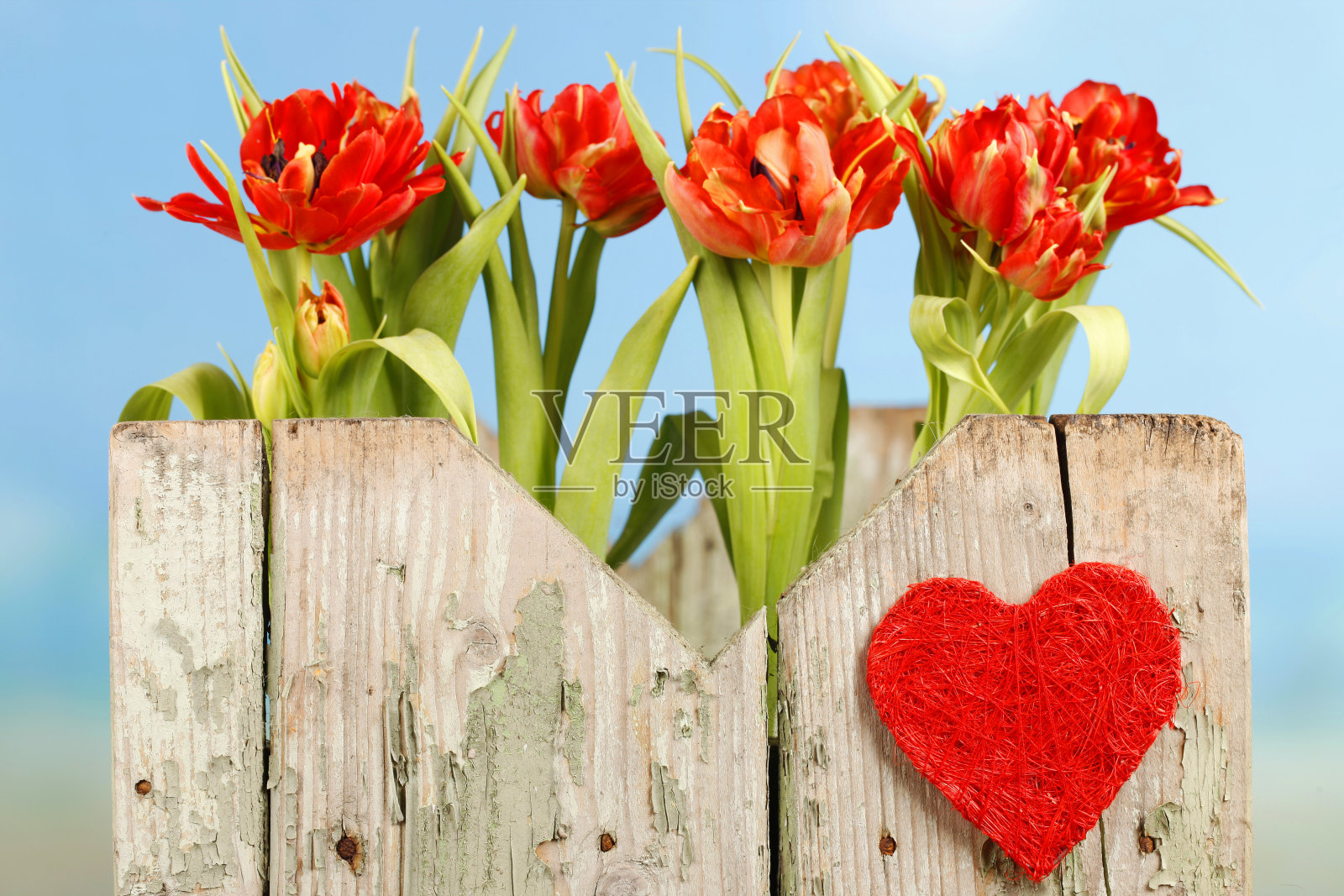 一排红色的郁金香照片摄影图片