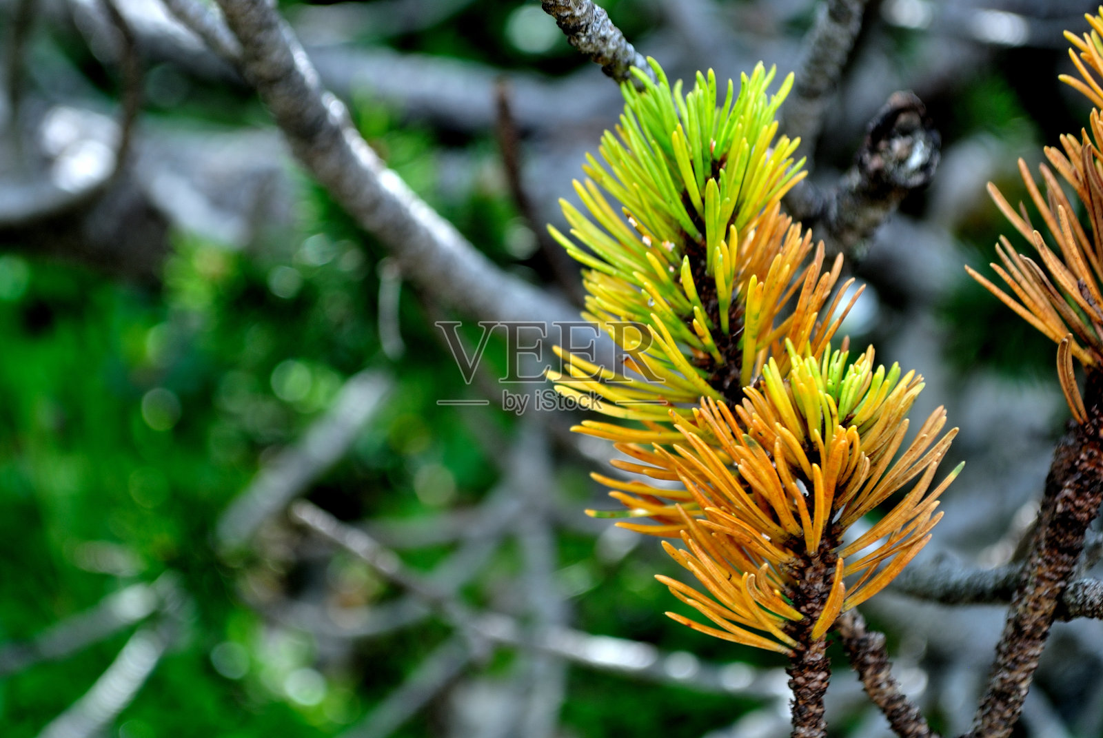 松树上五颜六色的松针照片摄影图片