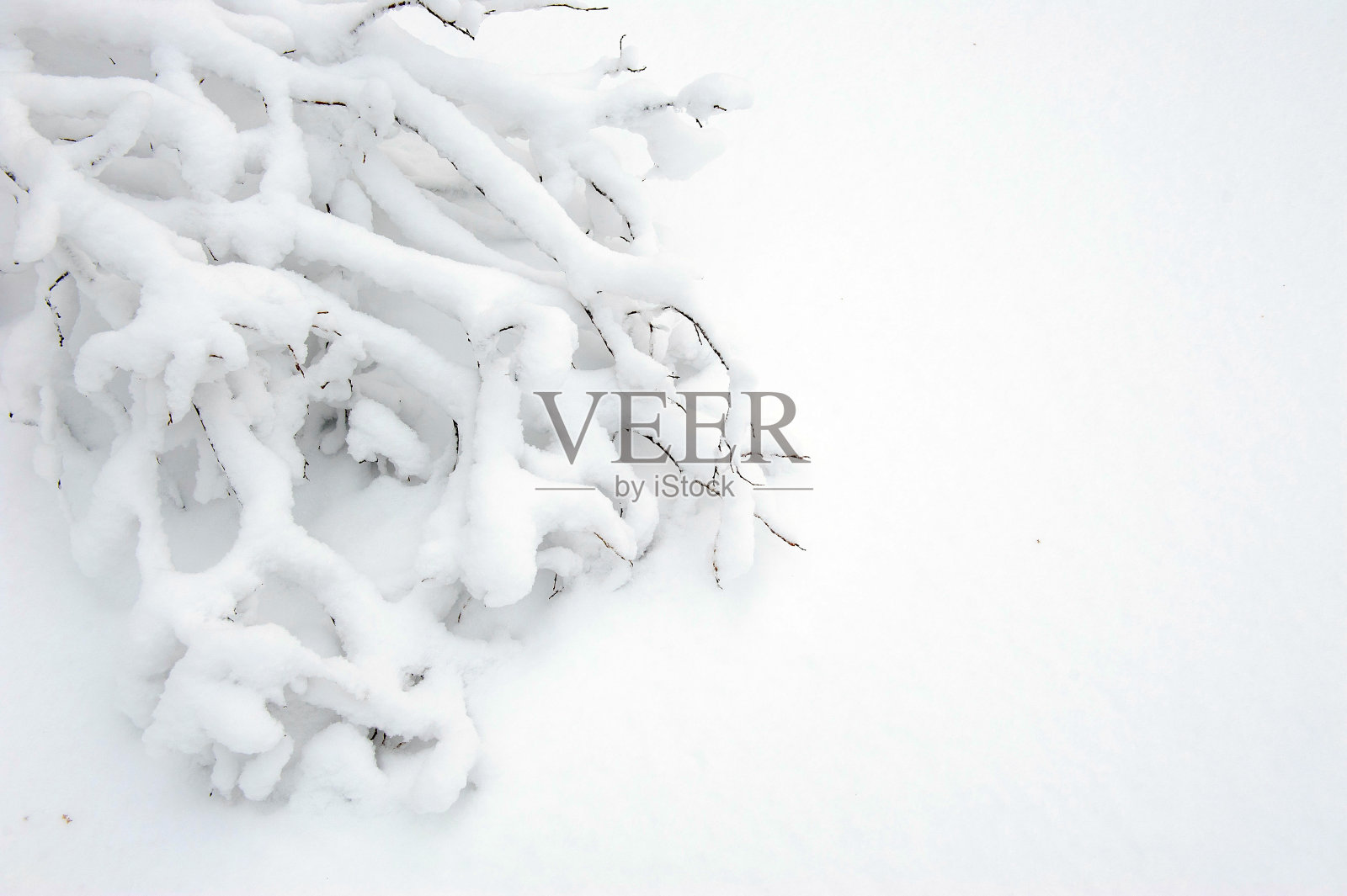 白桦树的树枝在雪地里。照片摄影图片