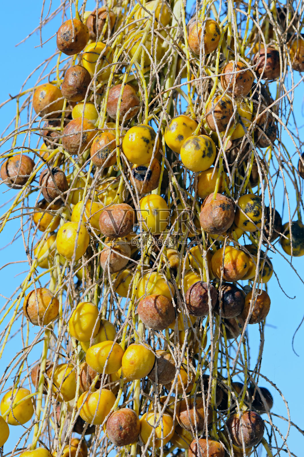 棕榈果照片摄影图片