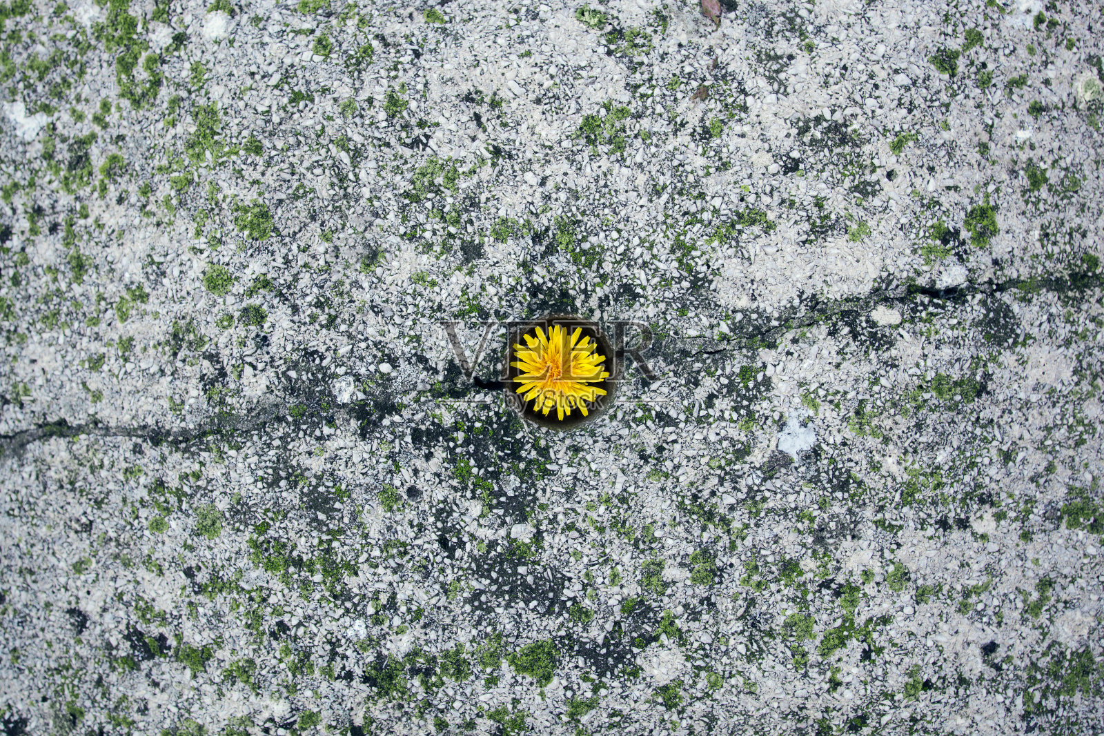 蒲公英在石头上绽放照片摄影图片