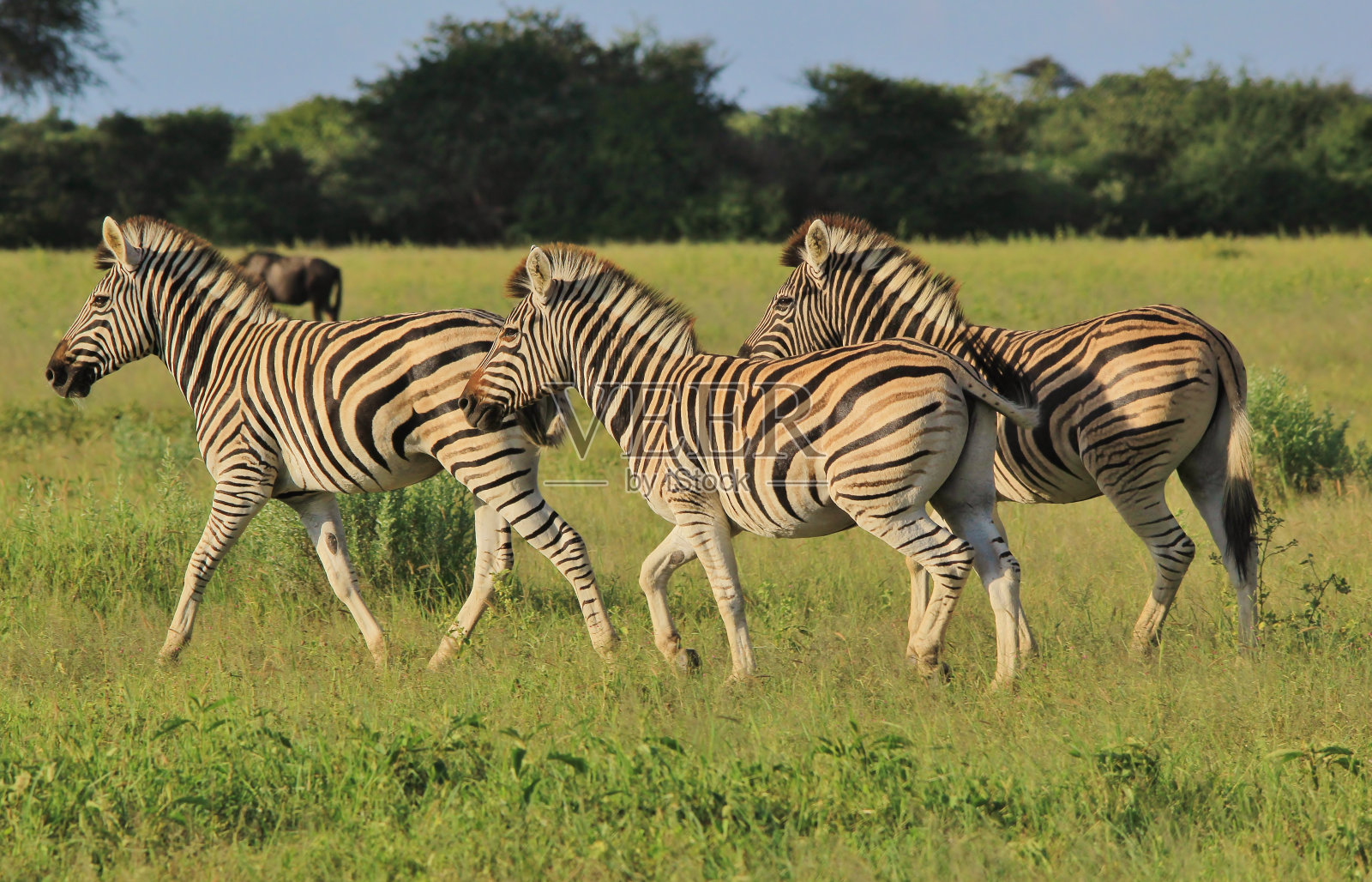 斑马奔跑-来自非洲的条纹自由照片摄影图片