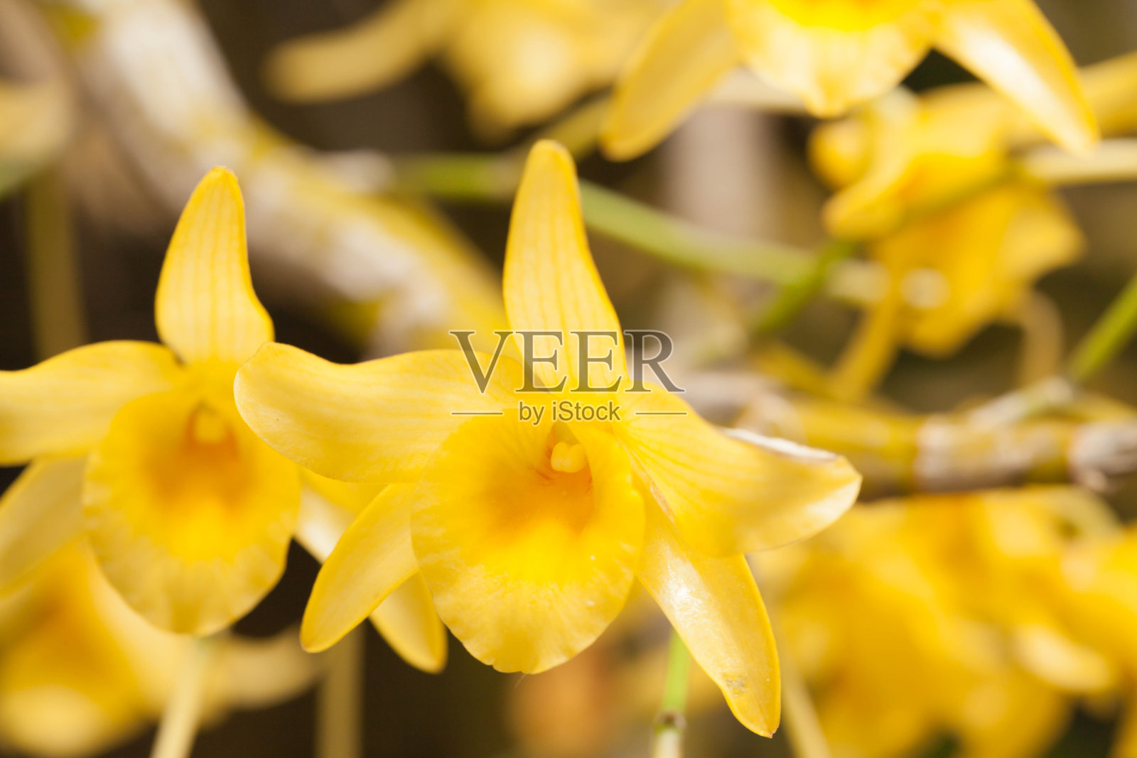 丹德罗比姆炸鸡花照片摄影图片