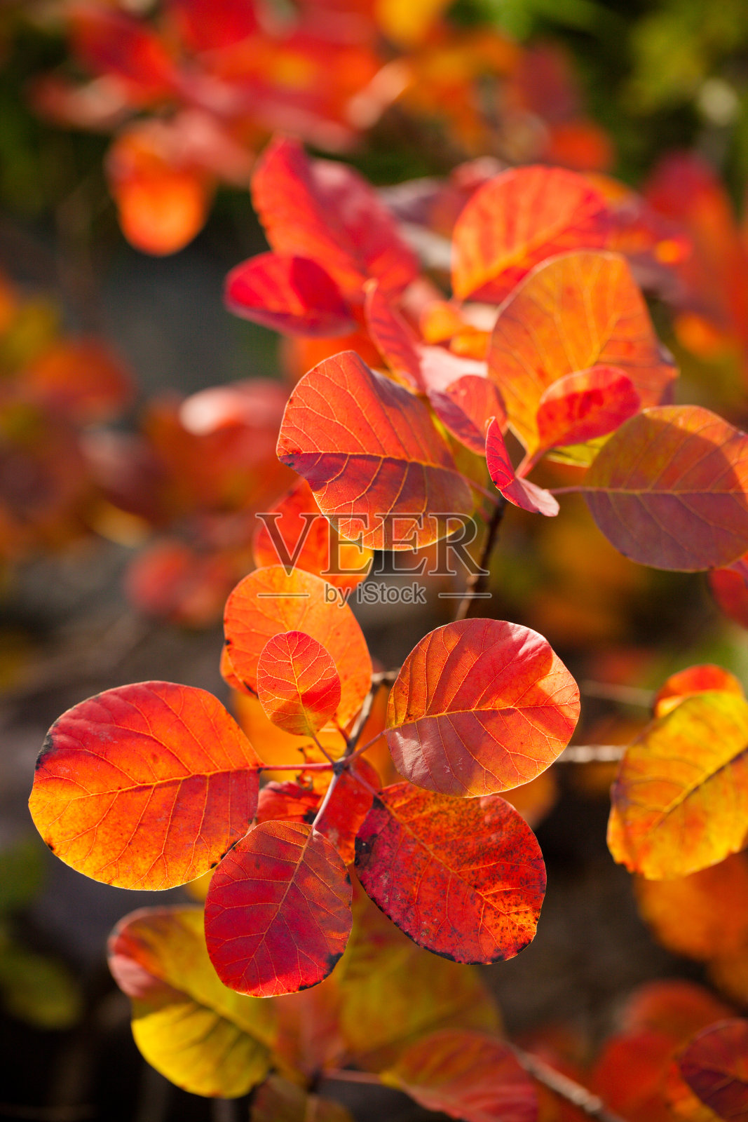 美丽的烟树在秋天照片摄影图片