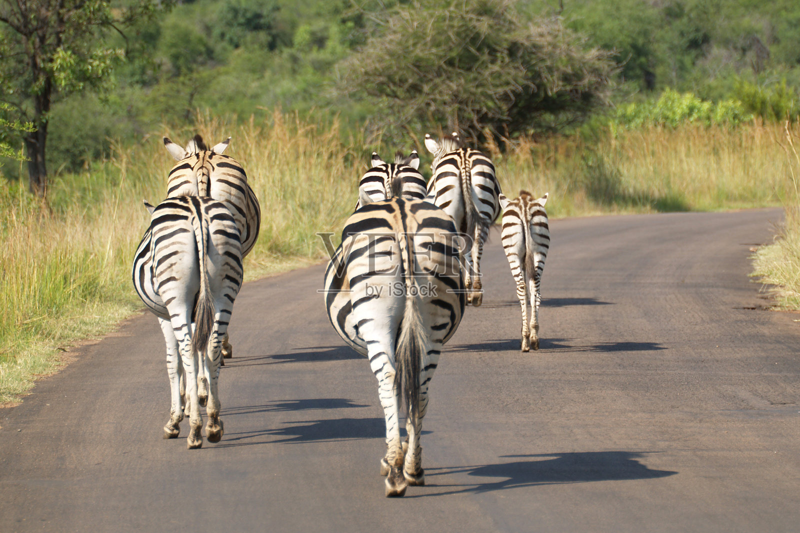 非洲照片摄影图片