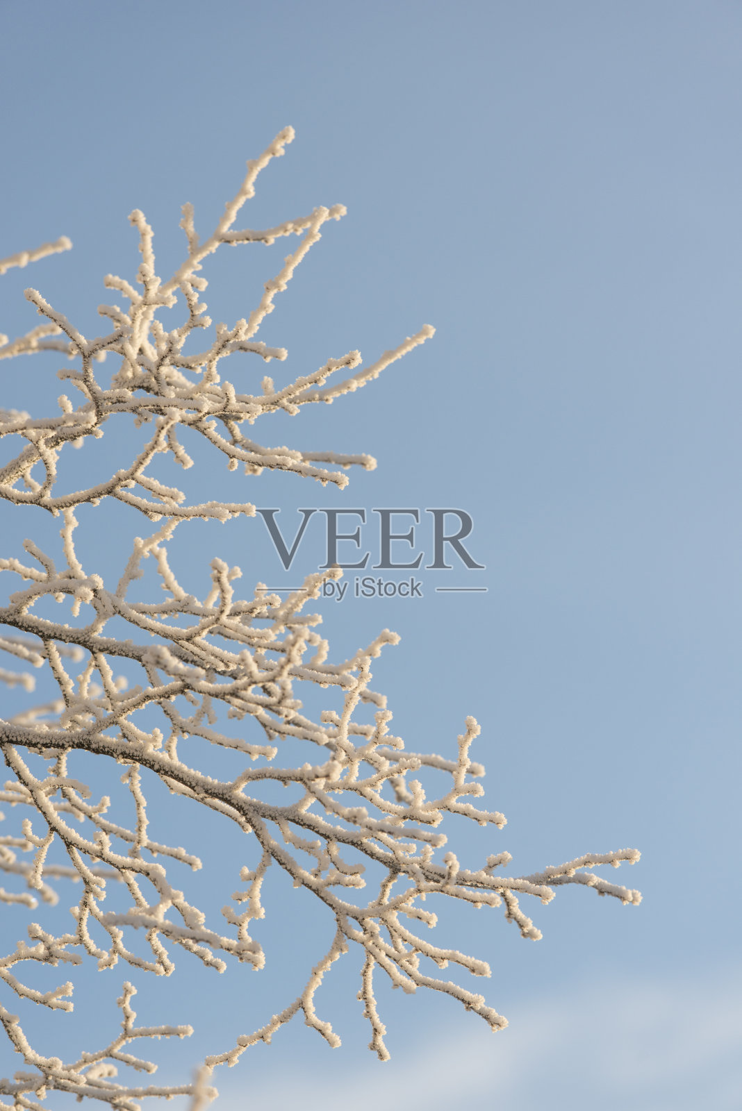 树有霜，天有蓝照片摄影图片