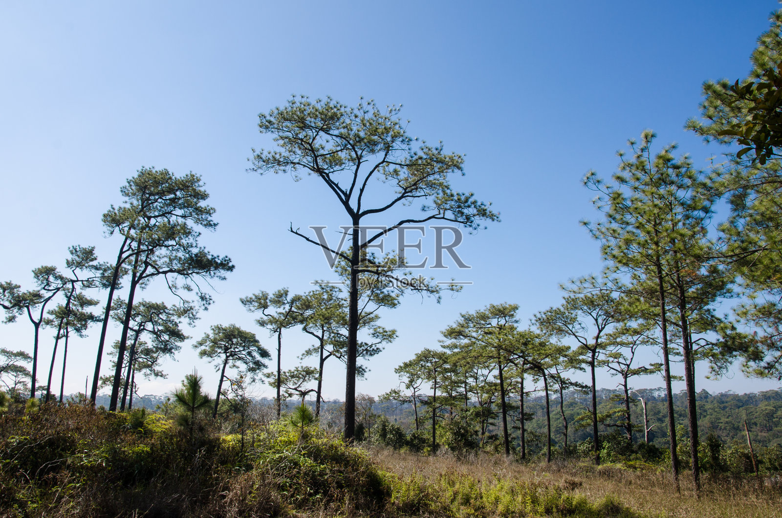 松针森林照片摄影图片