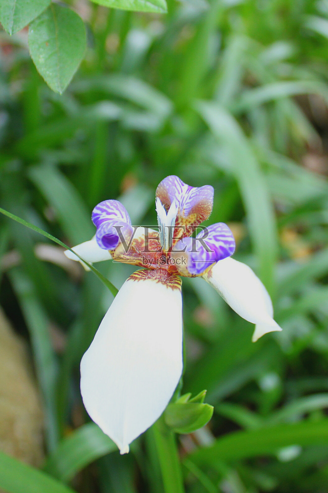 奇异的三瓣花照片摄影图片