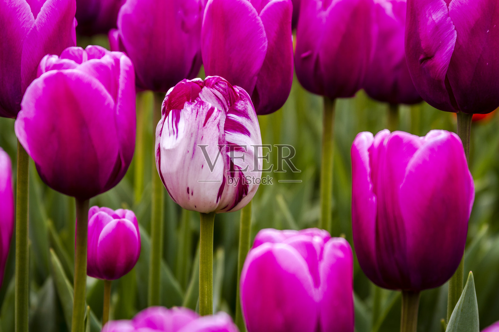 斯卡吉特山谷俄勒冈郁金香田照片摄影图片