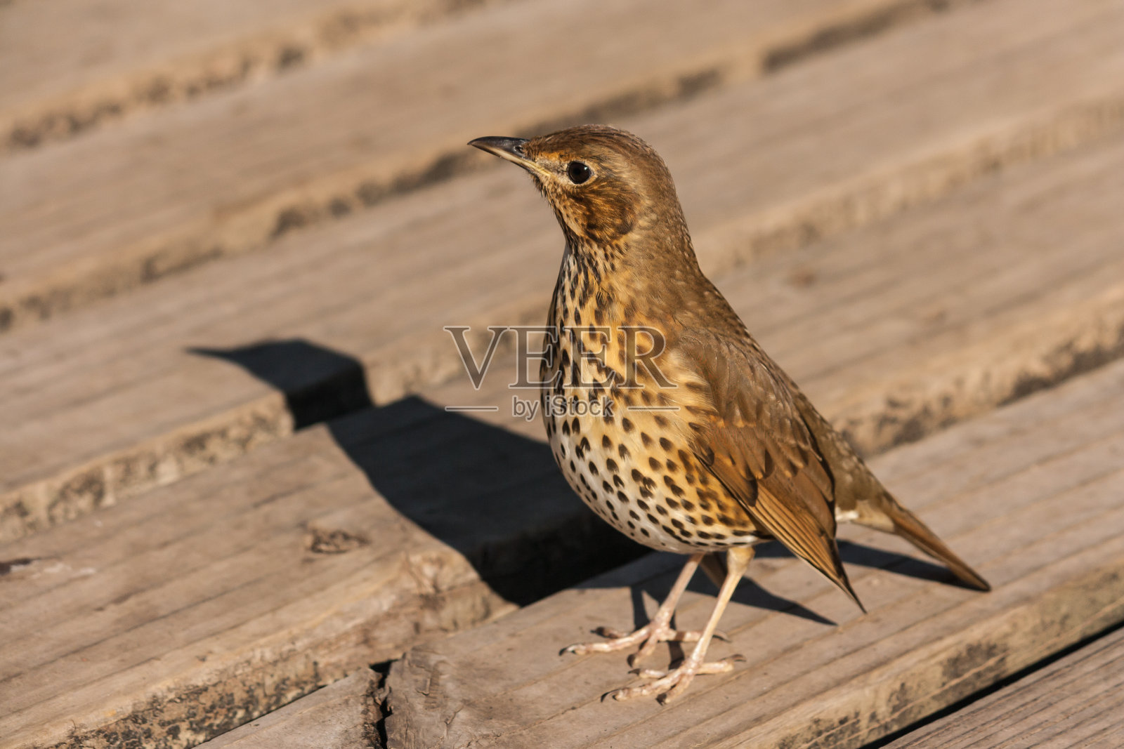 歌画眉照片摄影图片