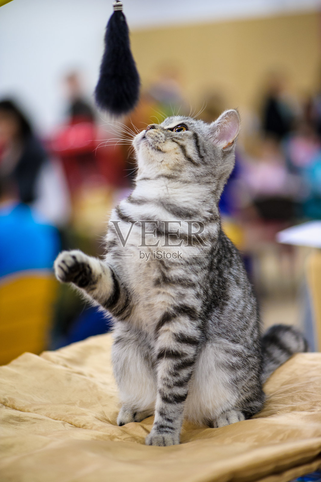 可爱的猫照片摄影图片