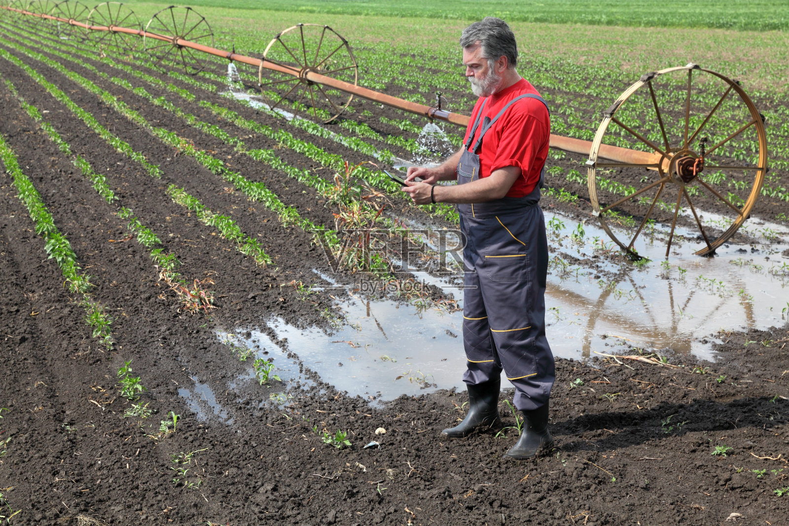 农业景象，农民在辣椒田里用浇水系统浇灌照片摄影图片