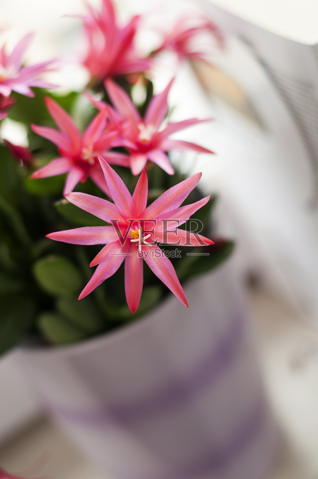 粉红色的花照片摄影图片