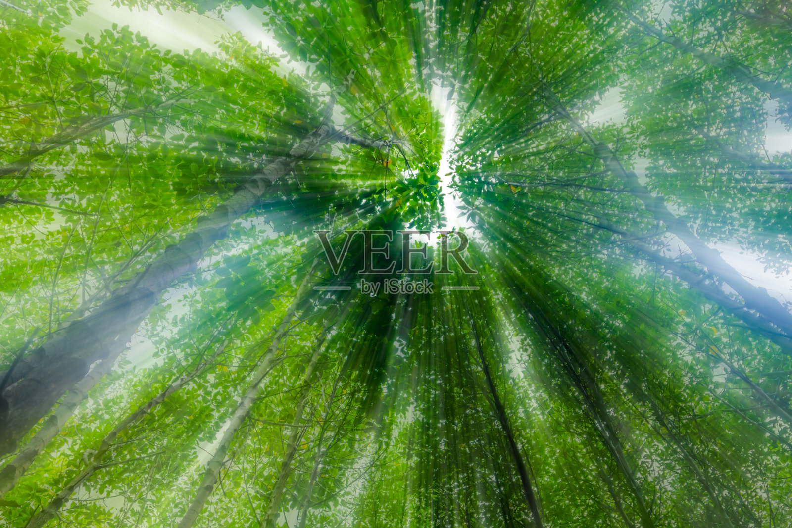 绿色的森林照片摄影图片