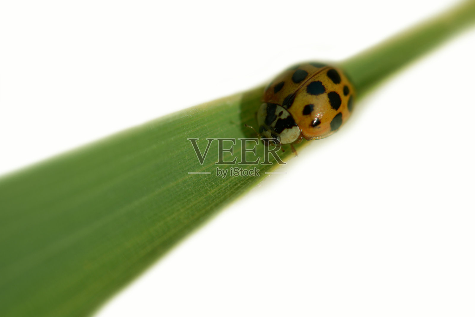 瓢虫在叶照片摄影图片