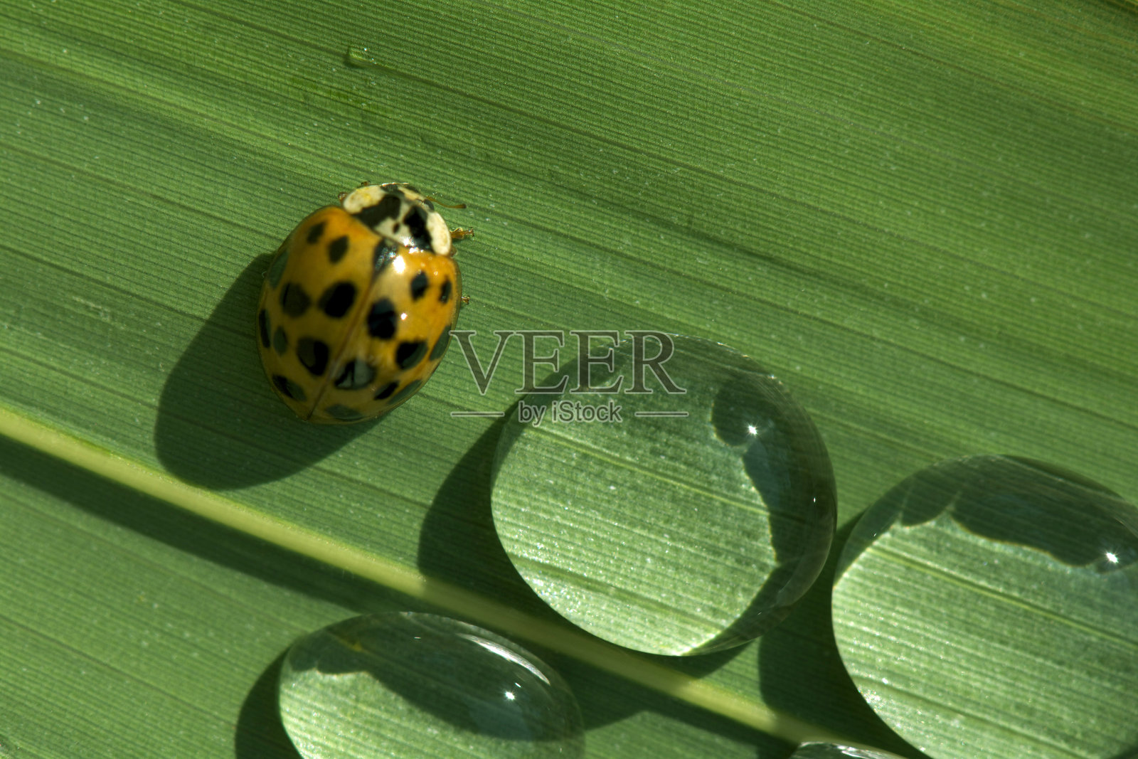 瓢虫在绿叶上和水滴照片摄影图片