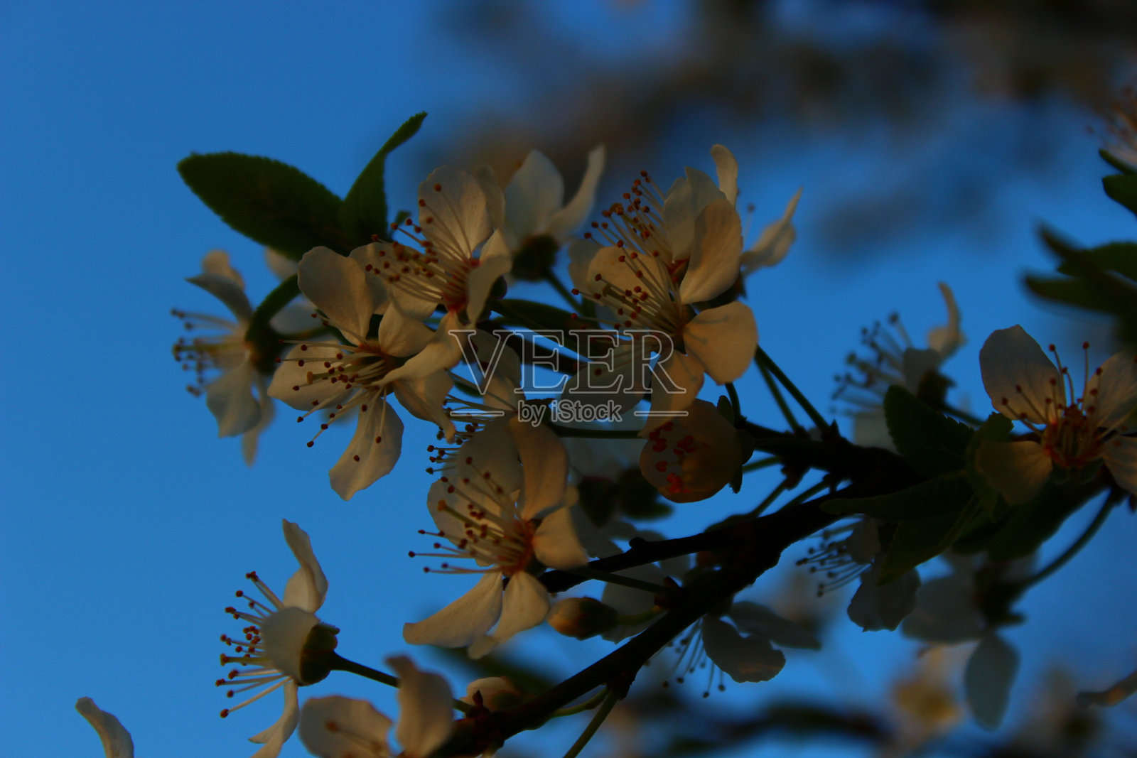 紫荆树开花照片摄影图片