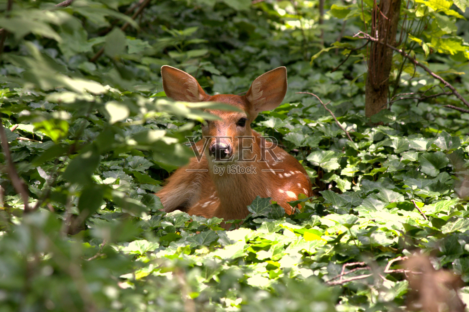 就在绿色里照片摄影图片