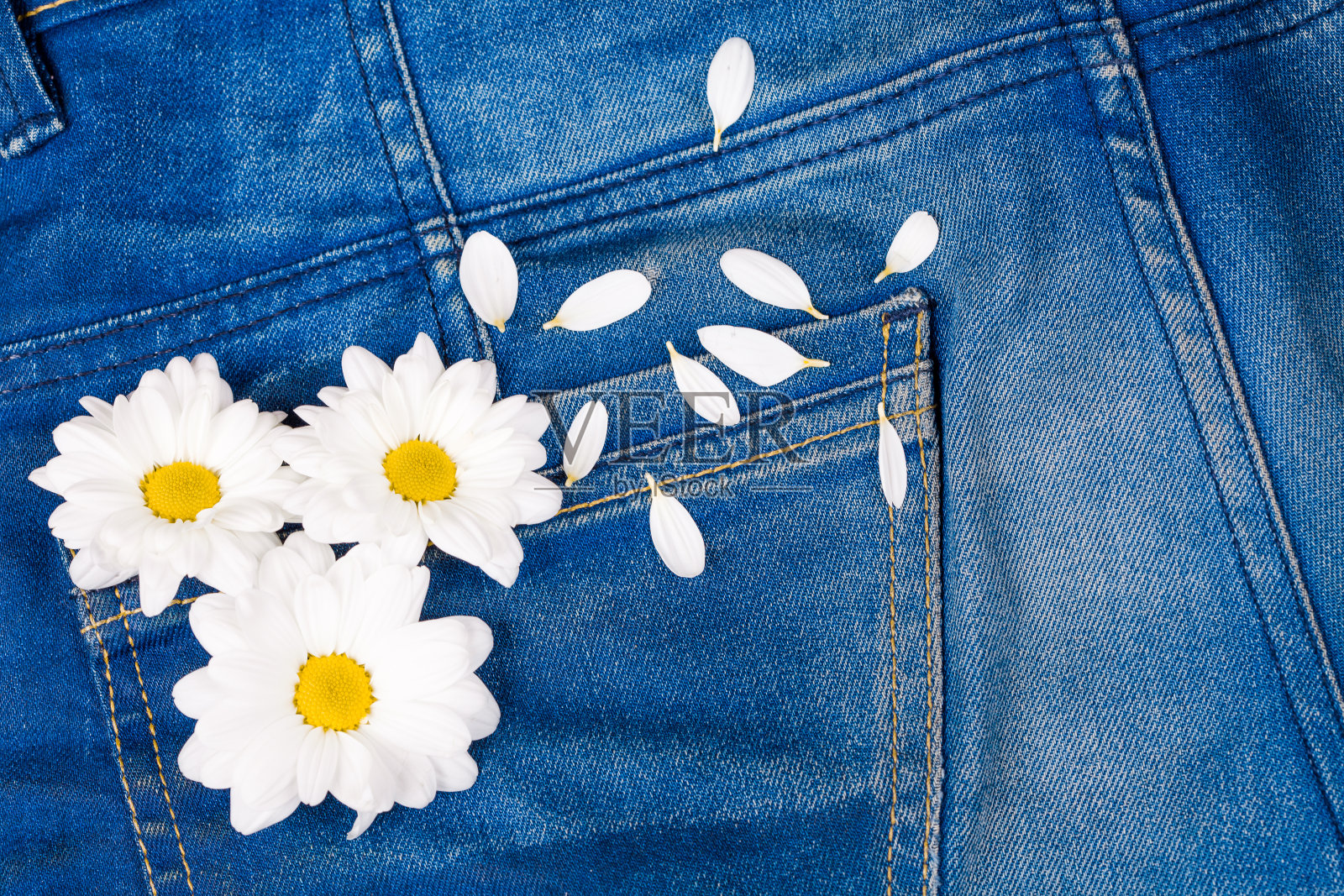 牛仔裤口袋里的甘菊照片摄影图片