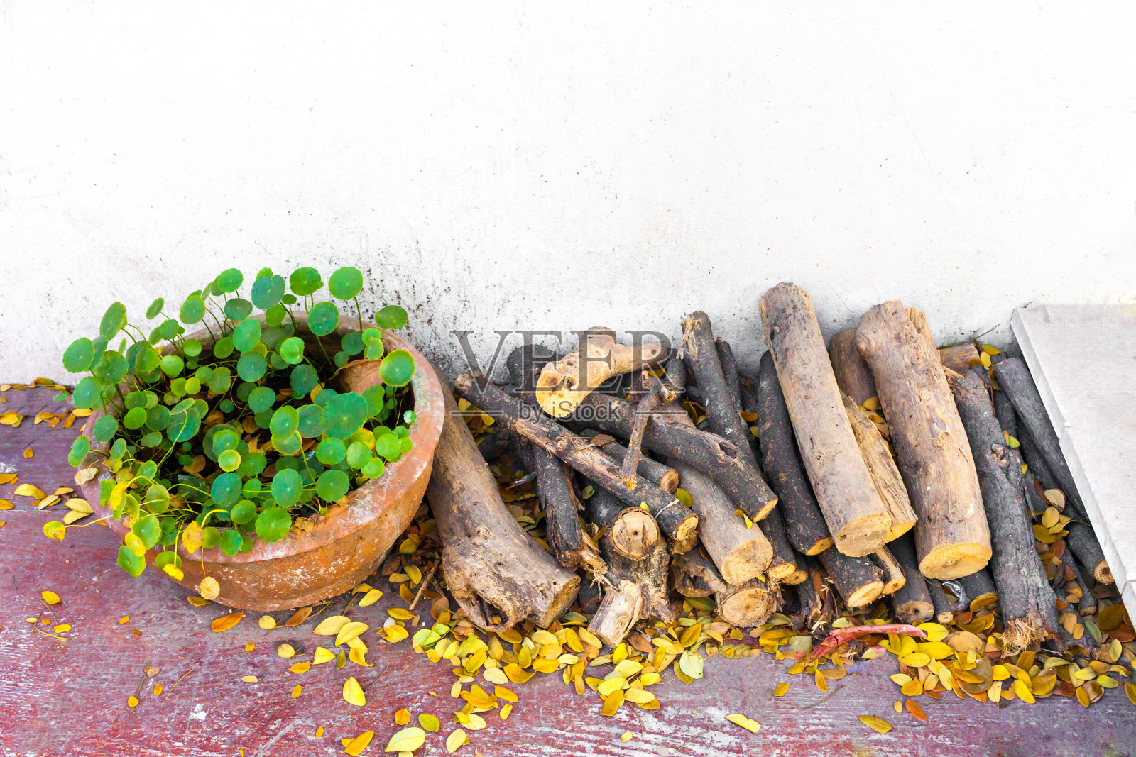 一种亚洲的一便士草和圆木照片摄影图片