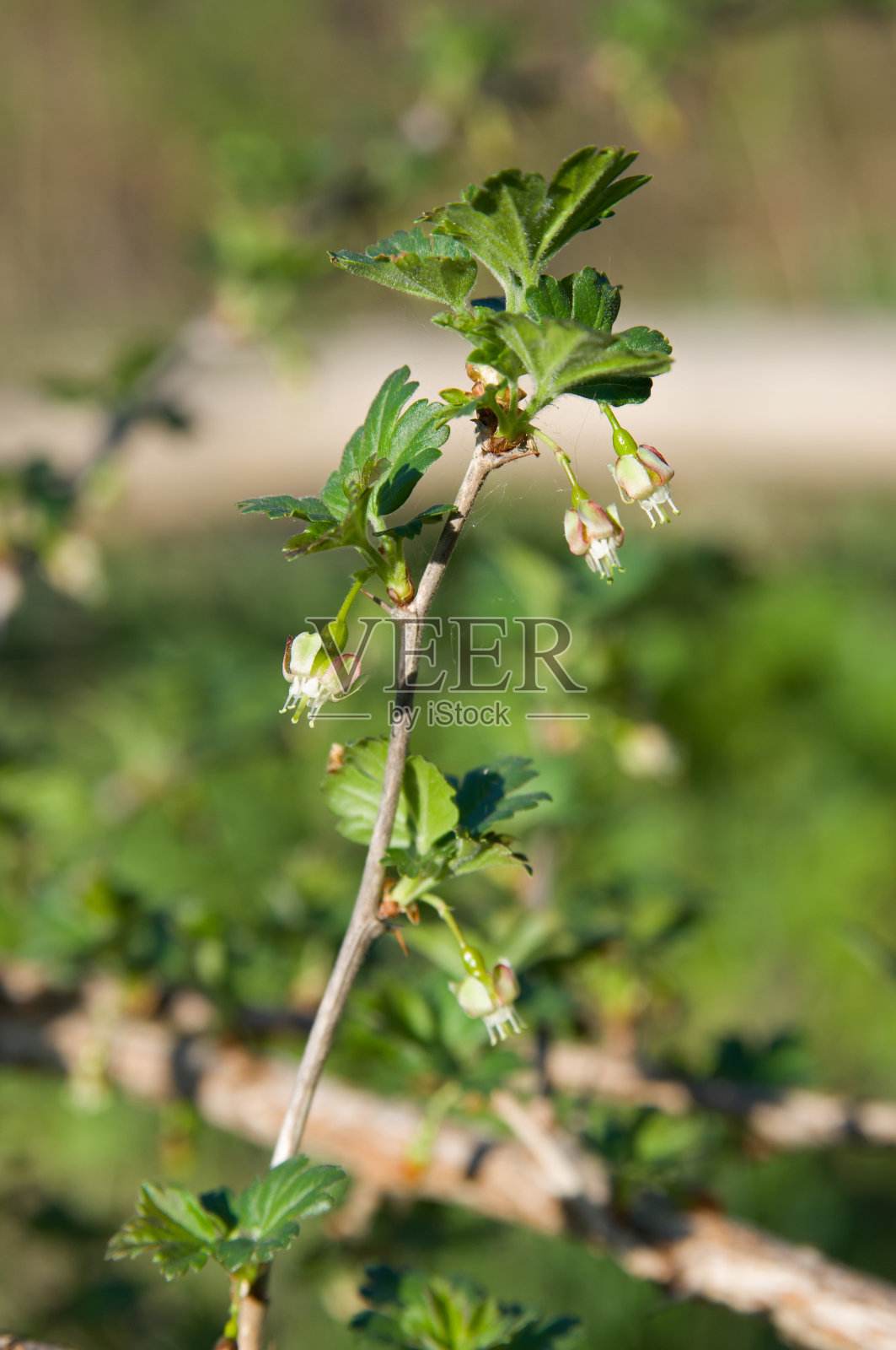 醋栗新叶新花照片摄影图片