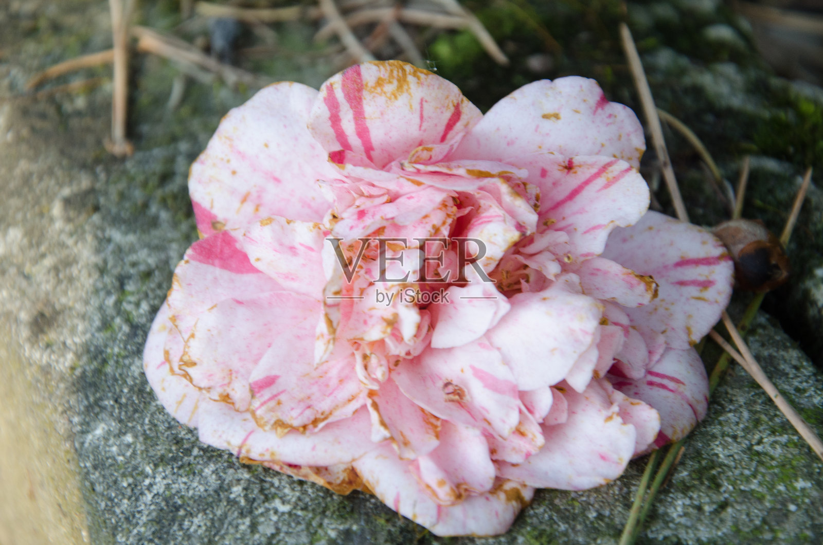 死去的玫瑰照片摄影图片