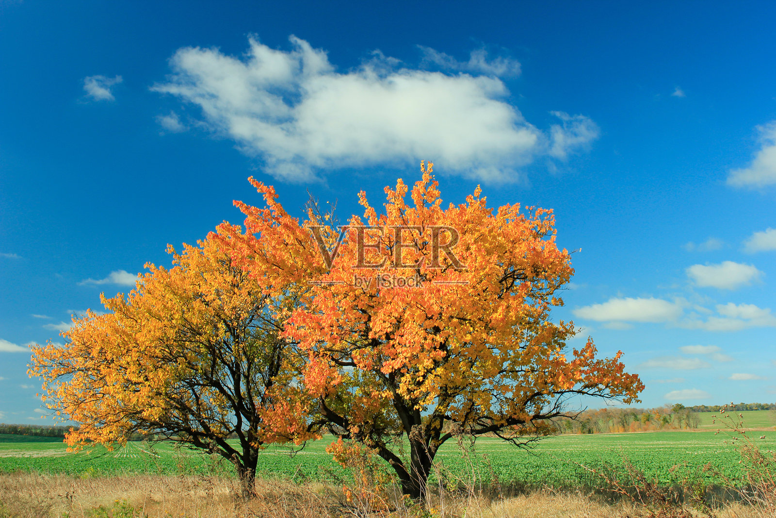 两棵树照片摄影图片