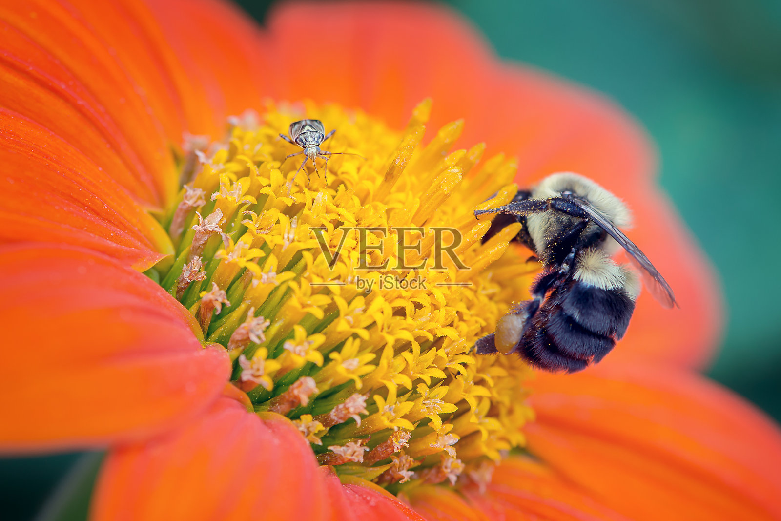 一朵花上的两只虫子照片摄影图片