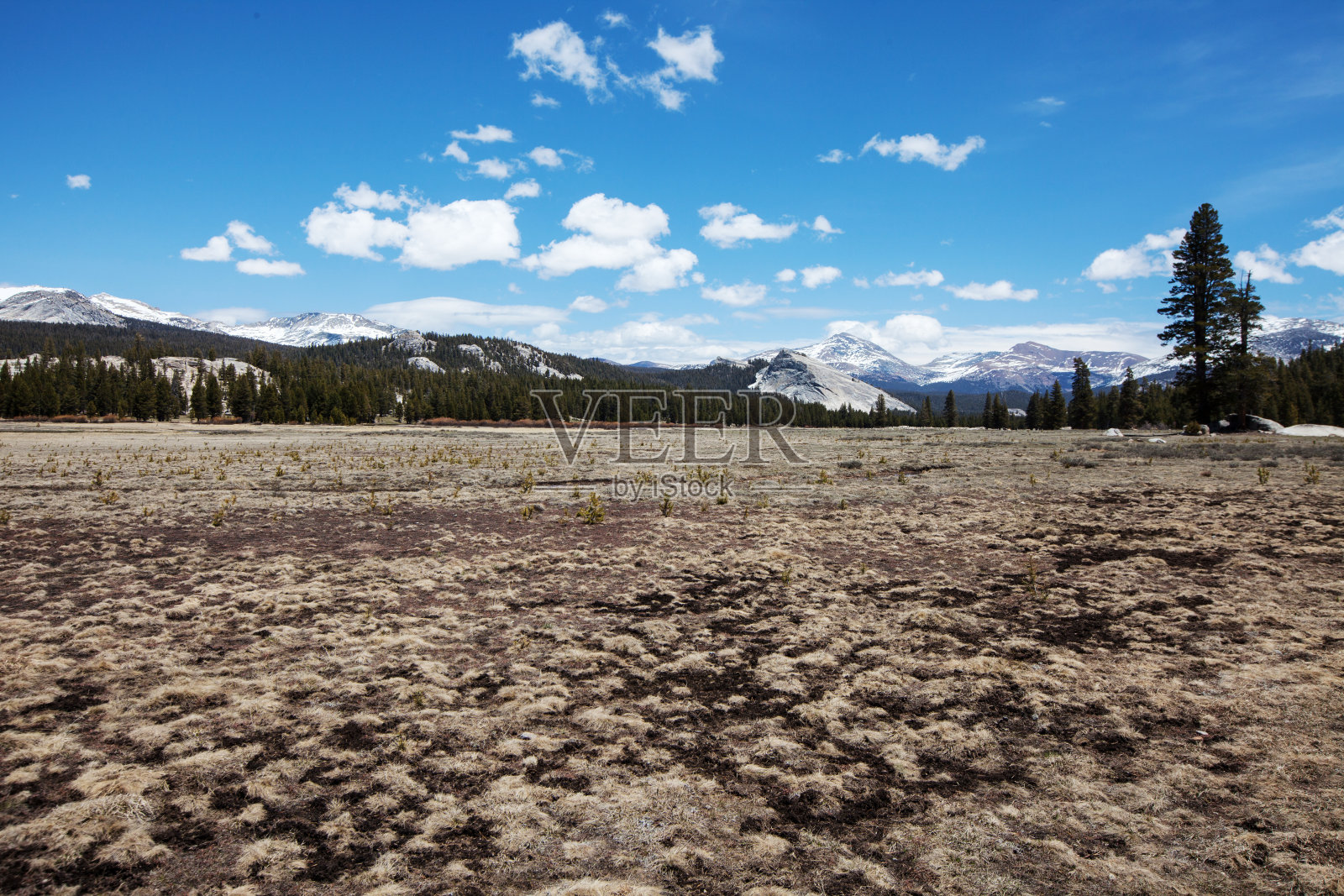 约塞米蒂国家公园的草地照片摄影图片