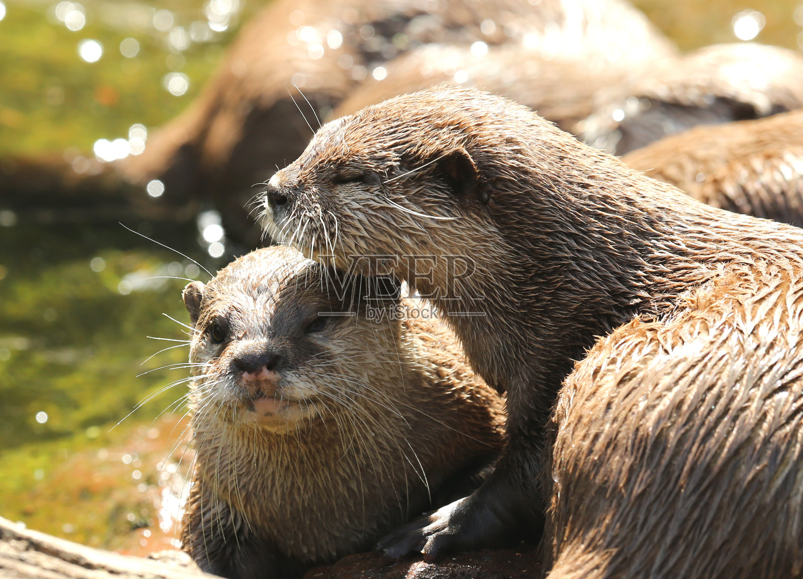 东方短爪水獭照片摄影图片