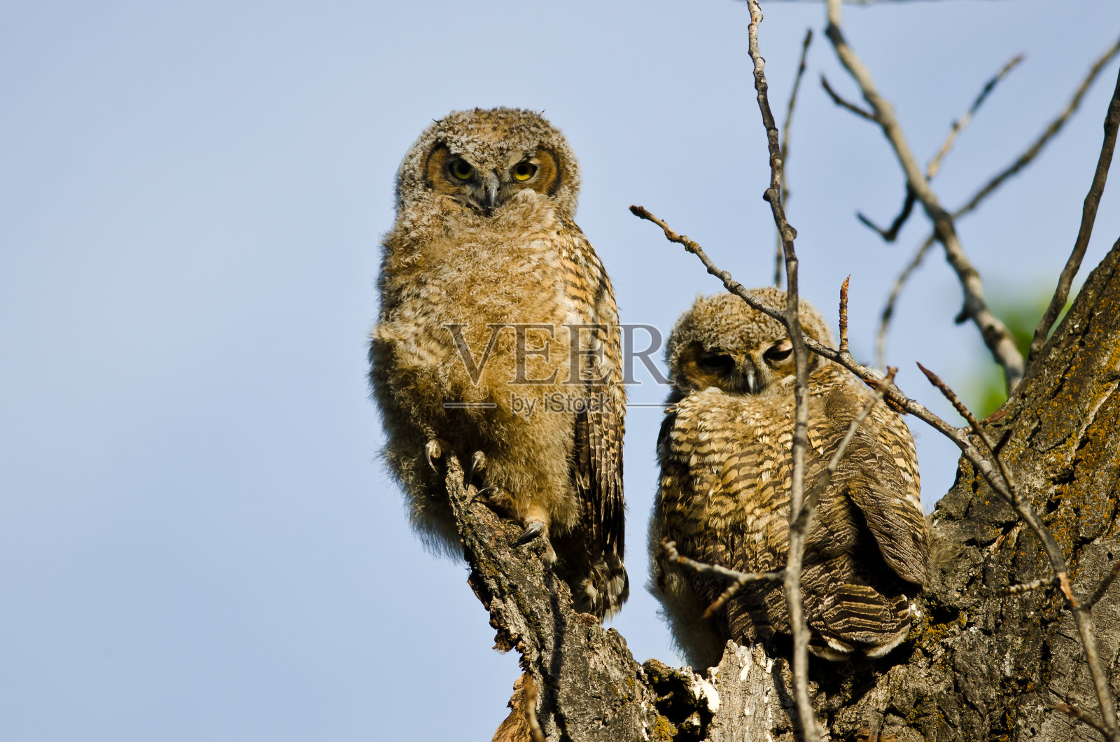 两只小猫头鹰从窝里直接对视照片摄影图片
