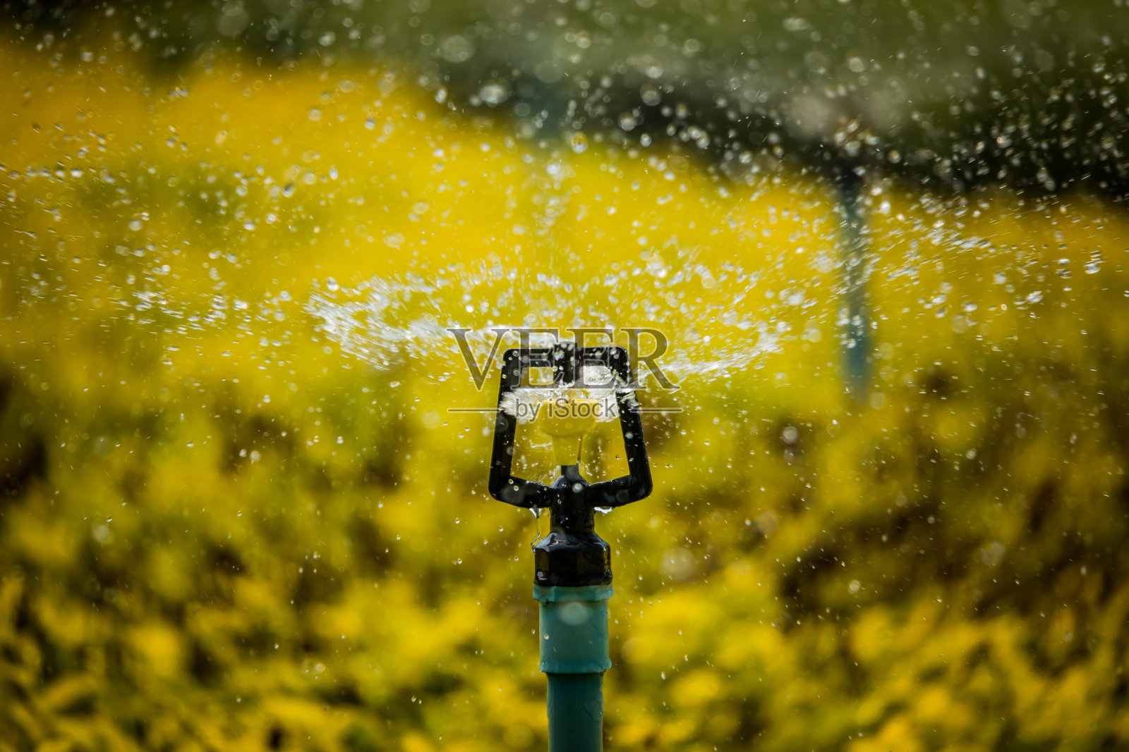 施普林格照片摄影图片