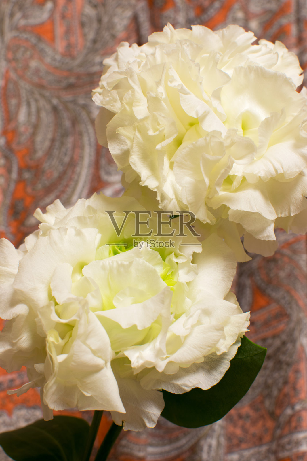 德州野风信子照片摄影图片