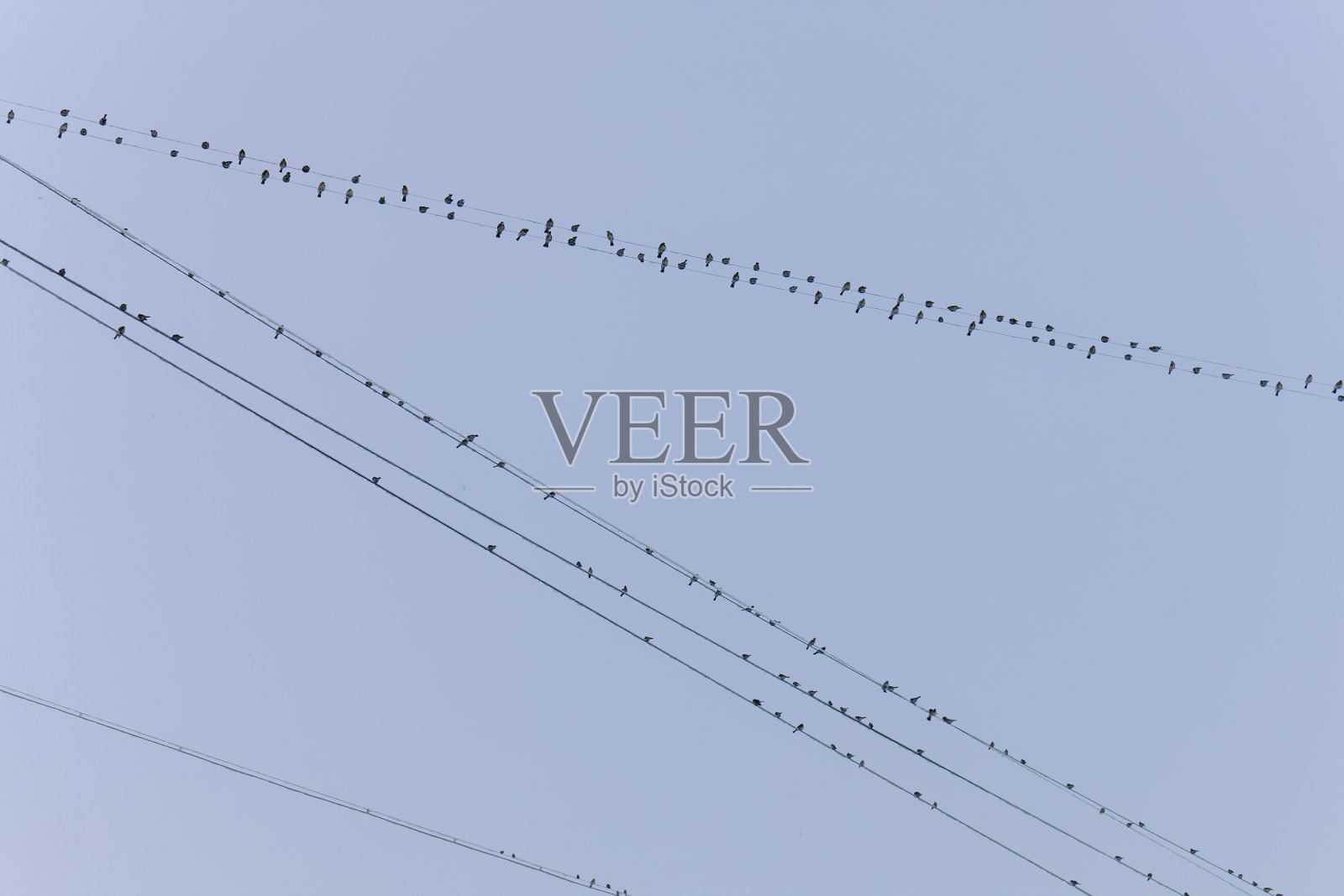 一大群野味照片摄影图片