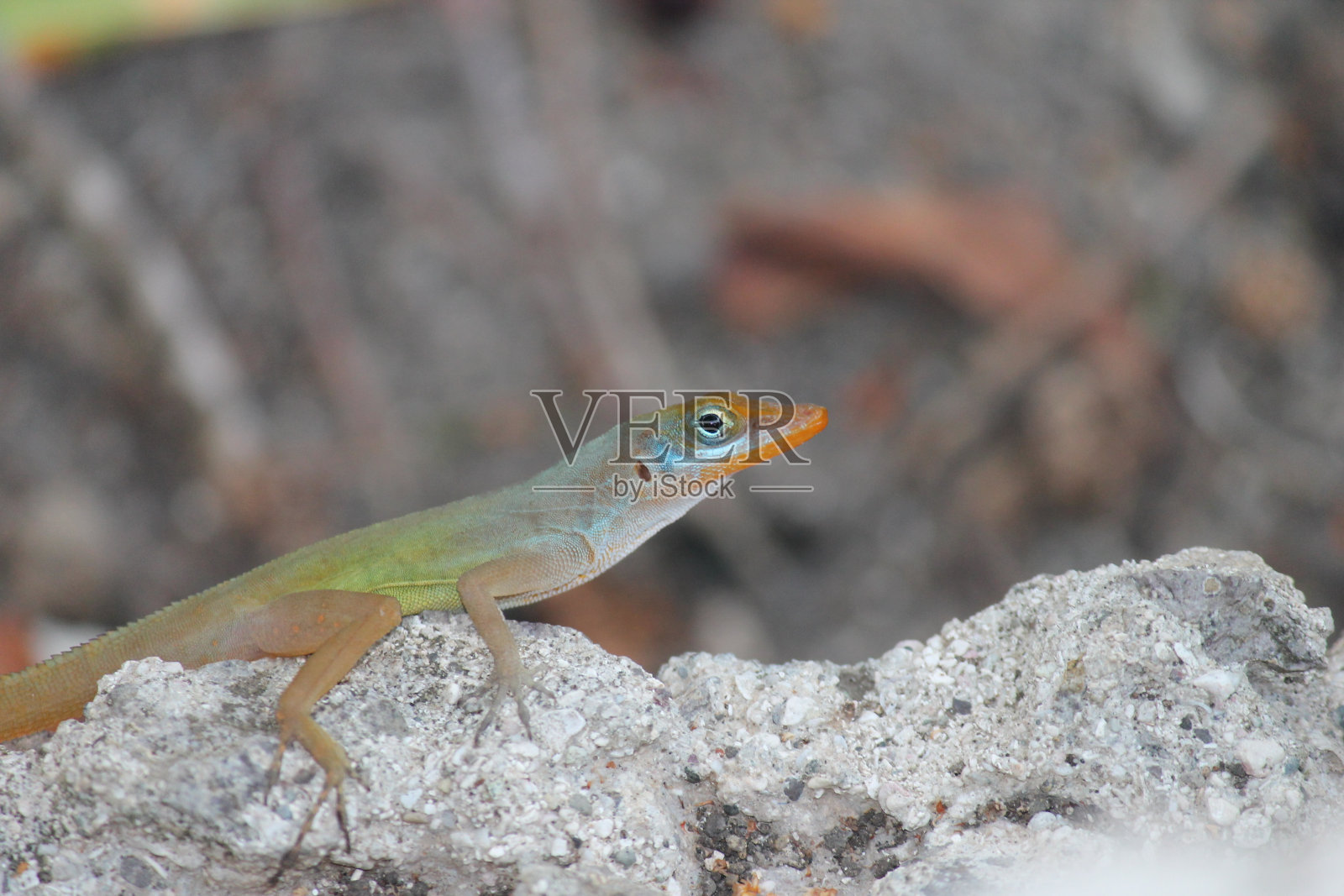 阿诺利斯·瓦西壁虎安提瓜照片摄影图片