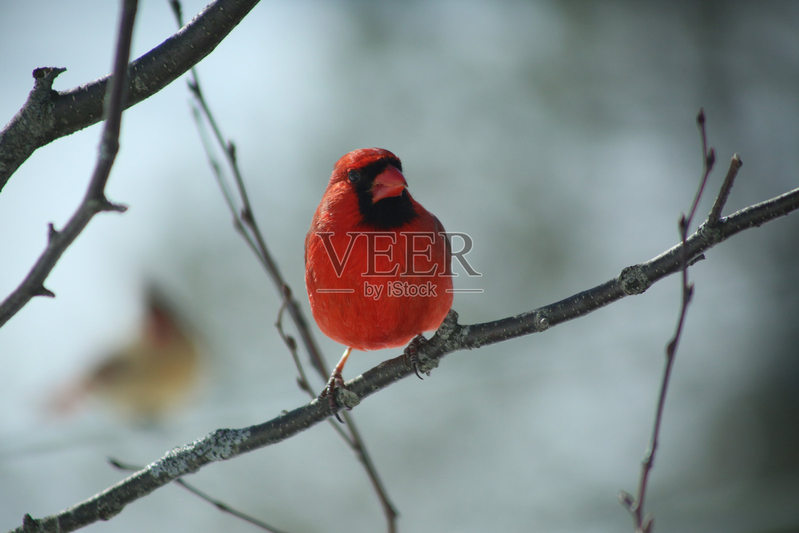 男性北部红衣主教照片摄影图片