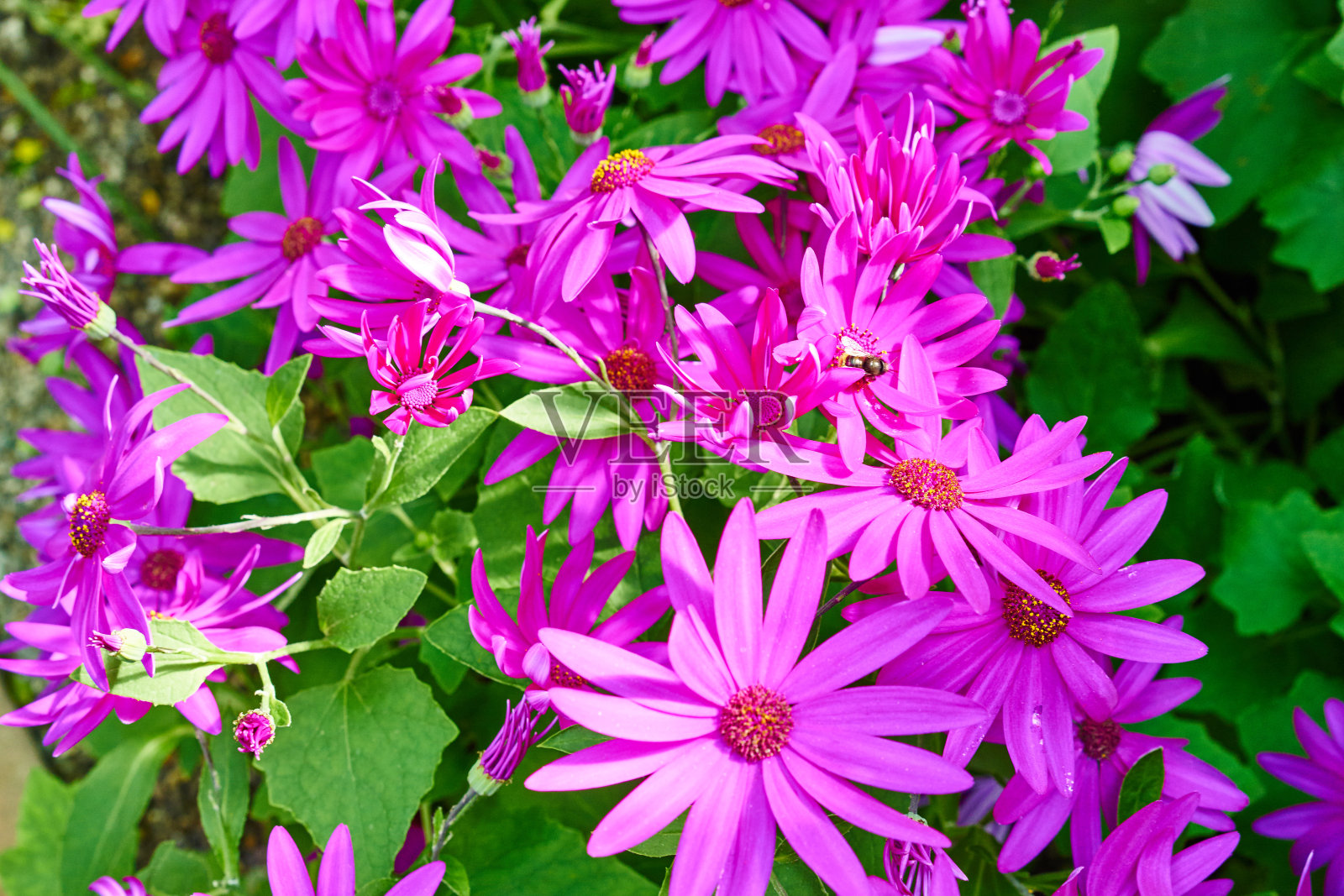 粉红色的雏菊和蜜蜂照片摄影图片