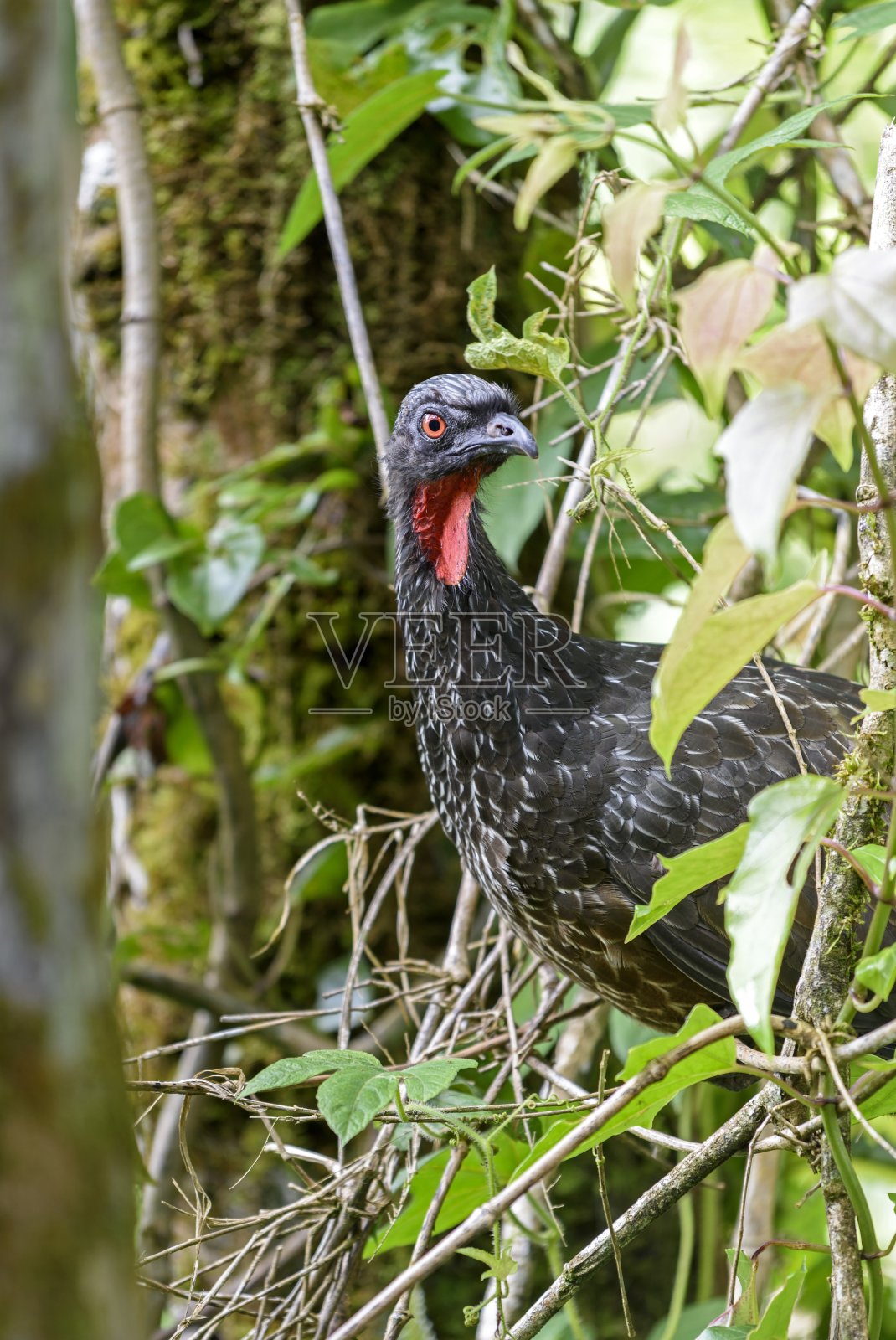 鸟照片摄影图片
