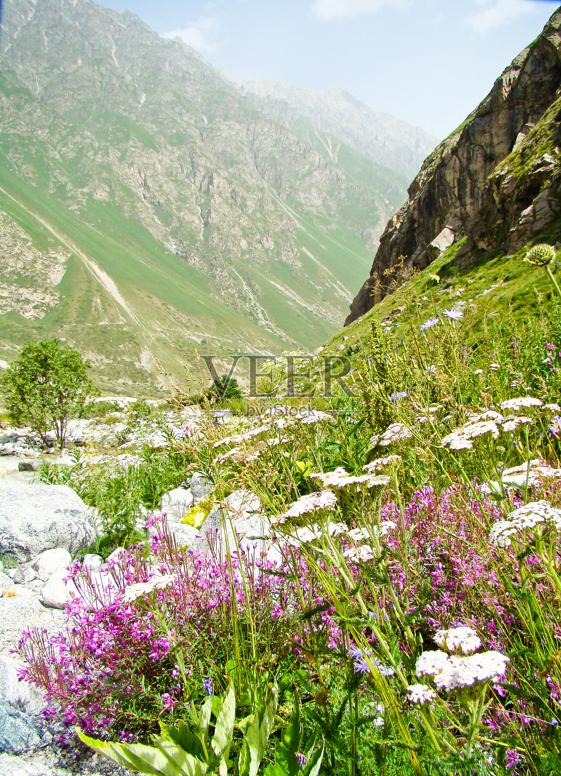 花在山照片摄影图片