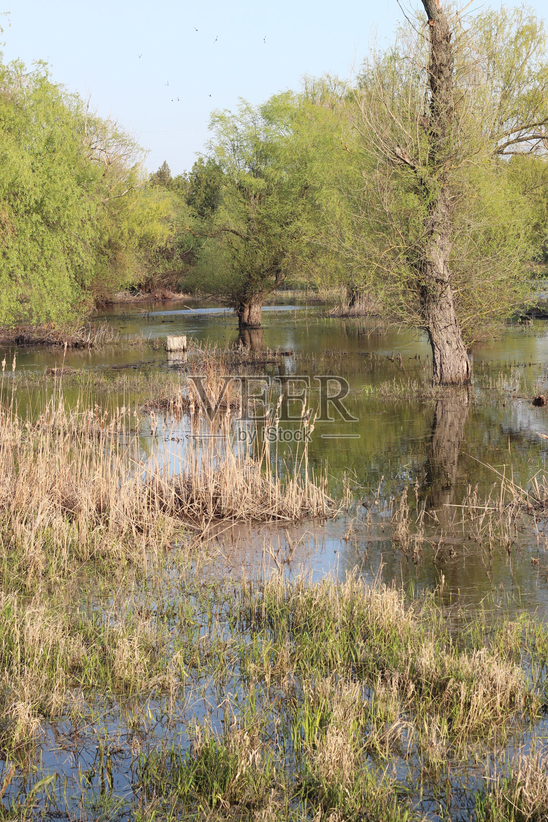 多瑙河涨潮时树木被淹照片摄影图片