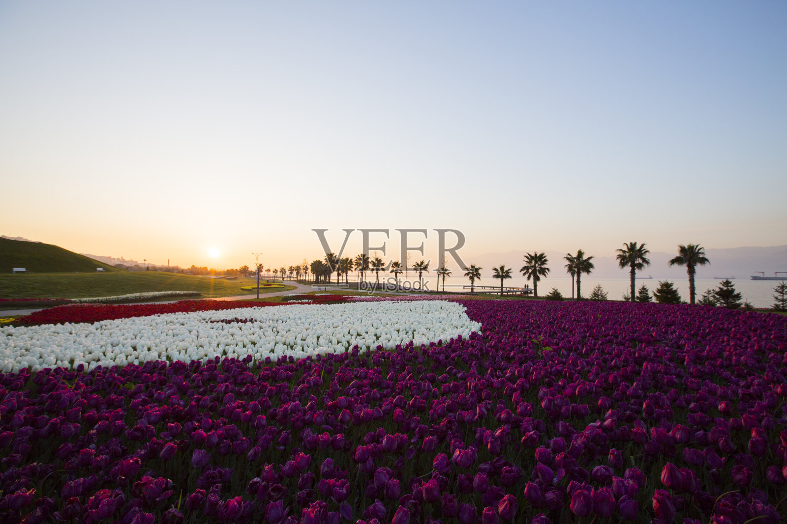 郁金香照片摄影图片