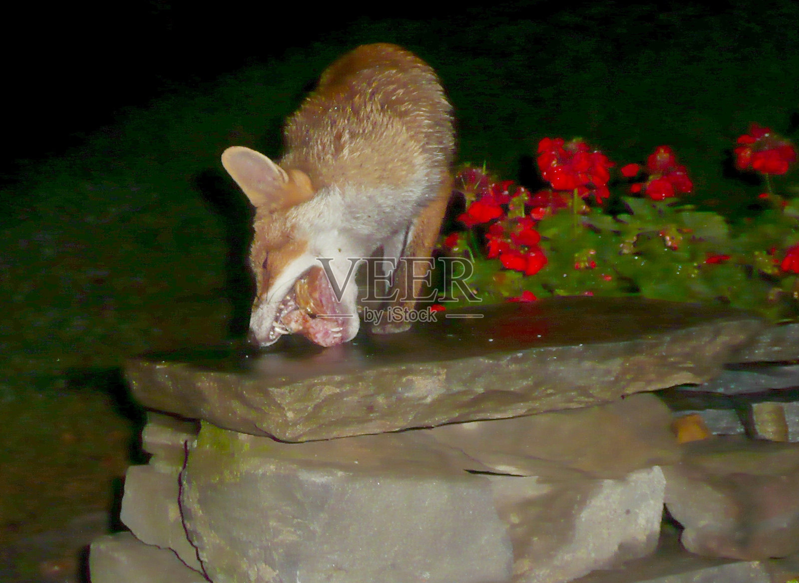 红狐狸正在吃饭照片摄影图片