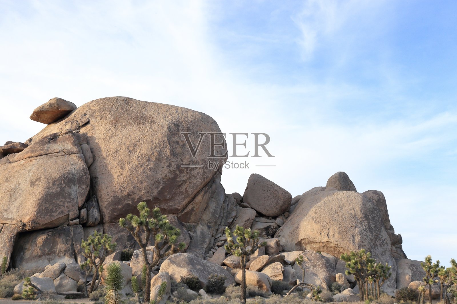 约书亚树国家公园照片摄影图片