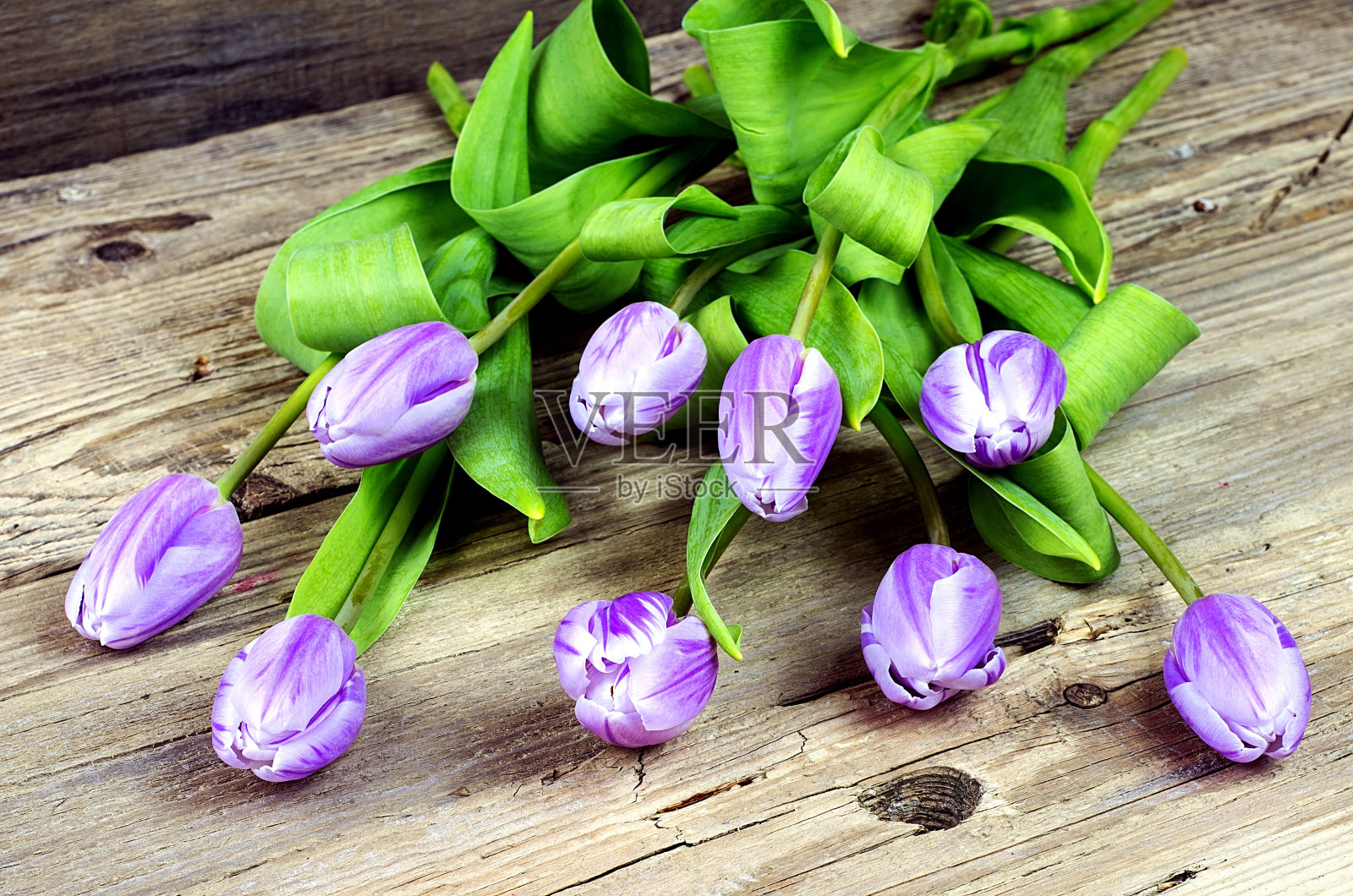 紫色和白色的郁金香照片摄影图片